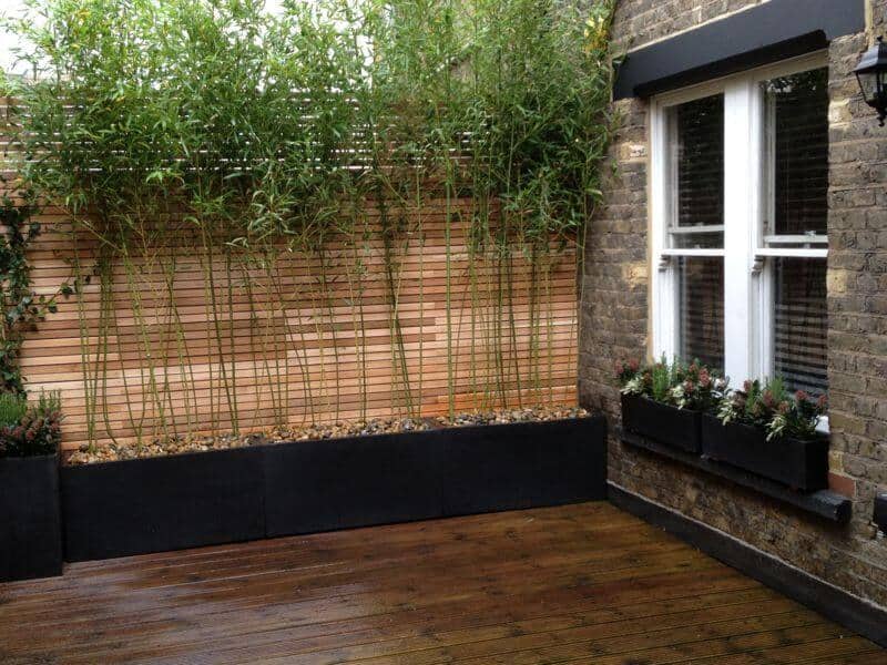 Bamboo Plants on a Raised Bed
