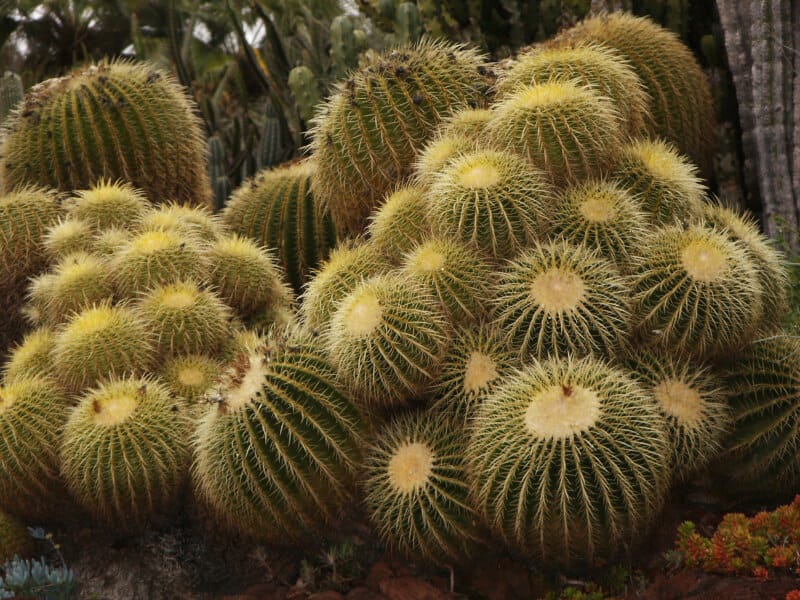 Barrel Cactus