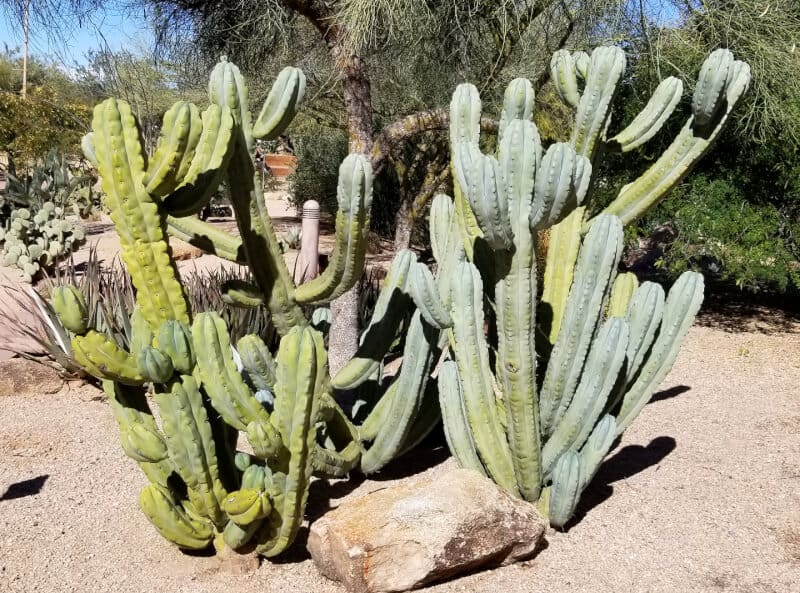 Blue Candle Cactus