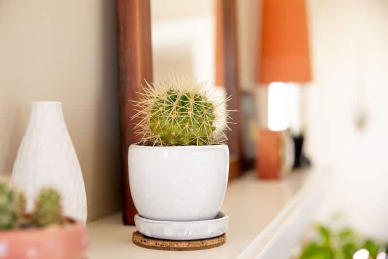 Can cacti grow in a container or pot