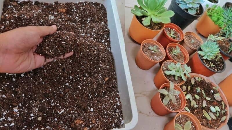 Can cacti grow in average soil