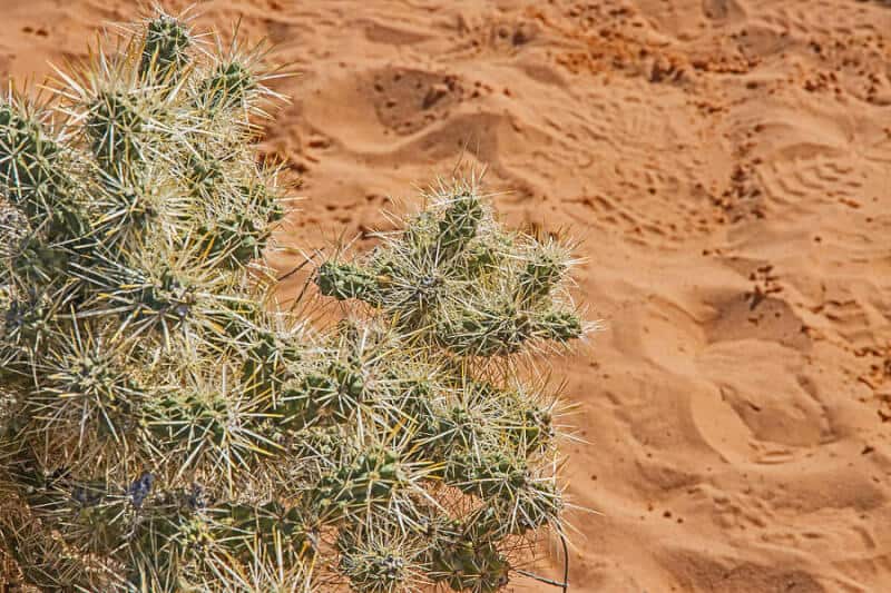 Can cacti grow in sand