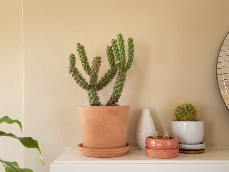 Can cacti grow indoors