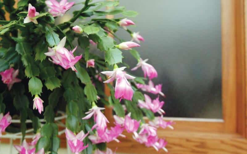 Christmas Cactus