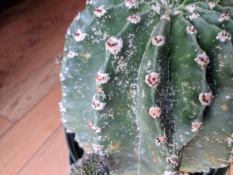 Do not choose a cactus that shows signs of poor care or sickness