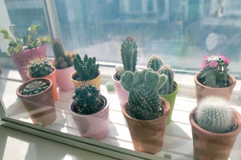 Here Are 20 Types of Cactus You Can Plant Indoor and Outdoor