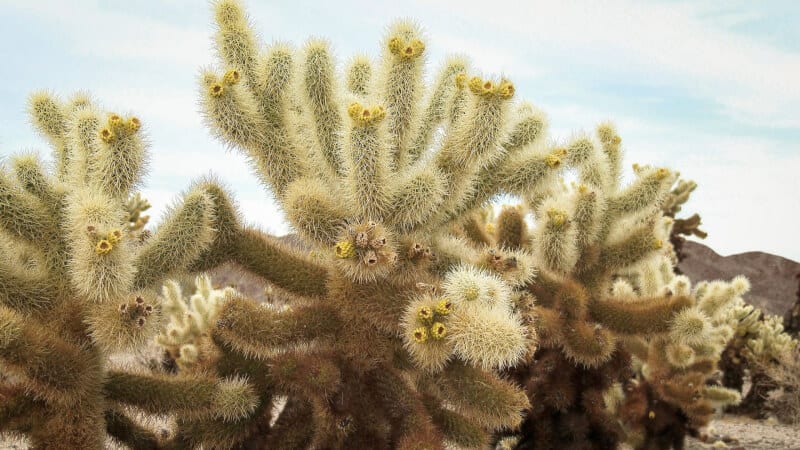 Jumping Cholla Cactus