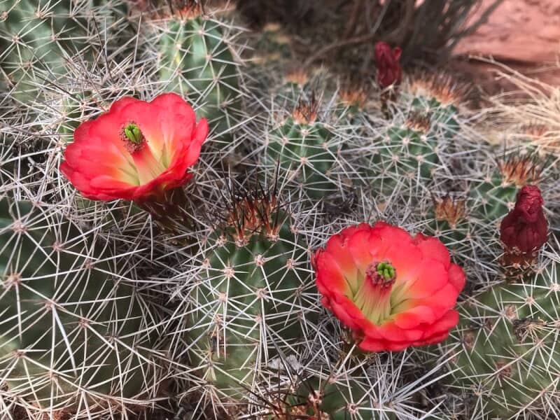 Kingcup Cactus