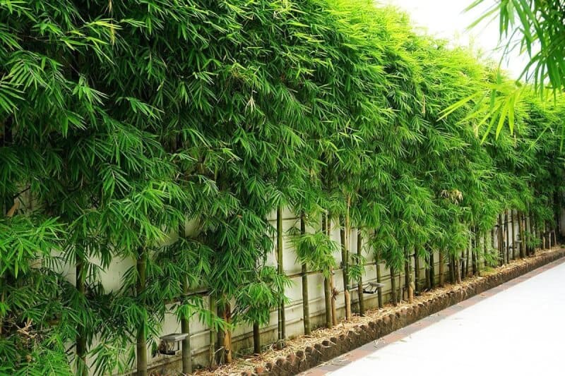 Bamboo hedge along a wall in Southeast Asia