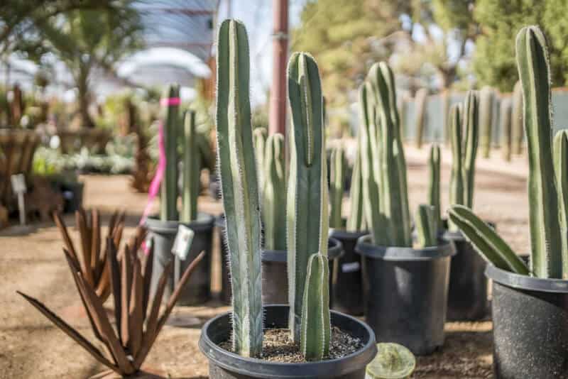 Mexican Fence Post Cactus