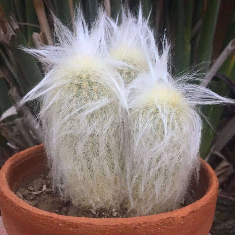 Old Lady Cactus