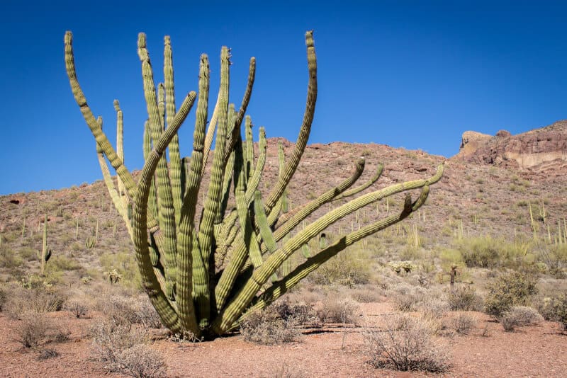 Organ Pipe Cactus