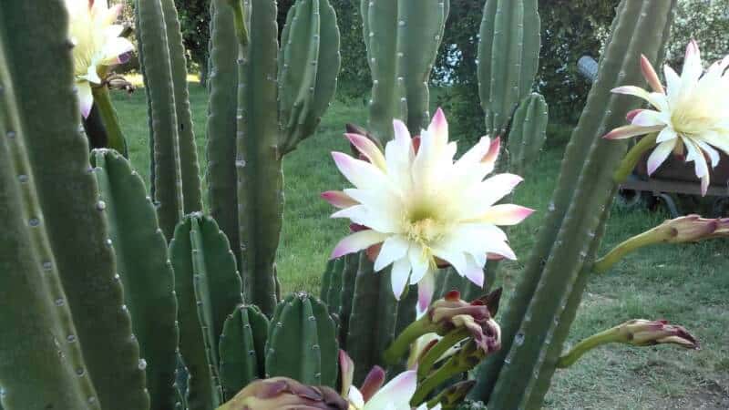 Queen of Night Cactus