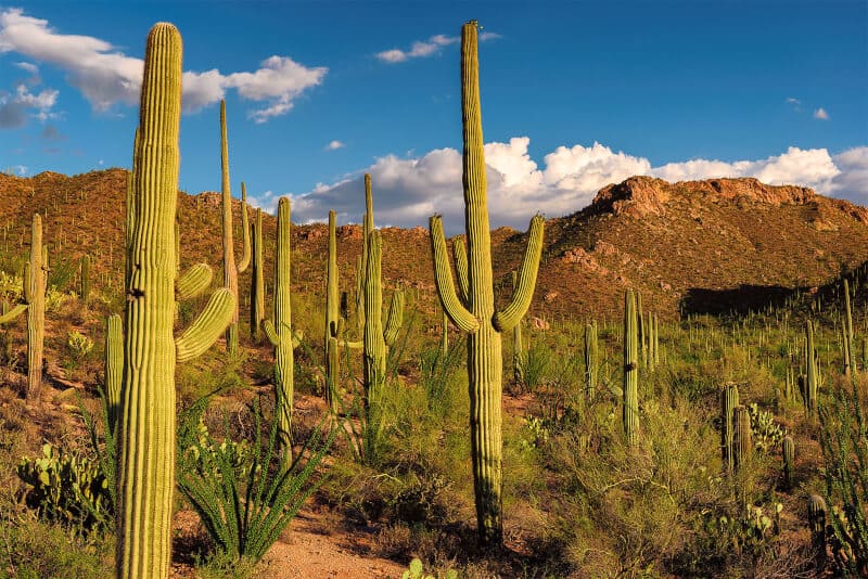 Saguaro Cactus