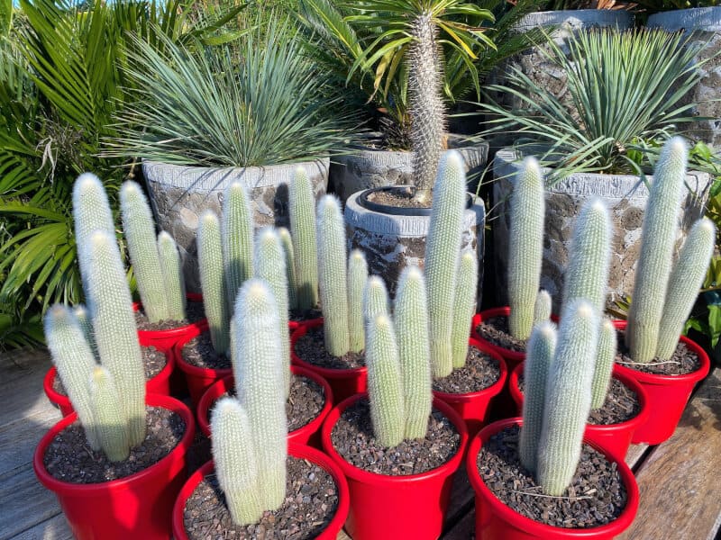 Silver Torch Cactus