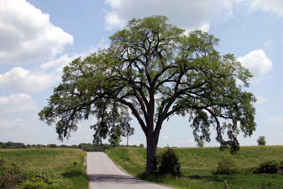 The American Elm Tree
