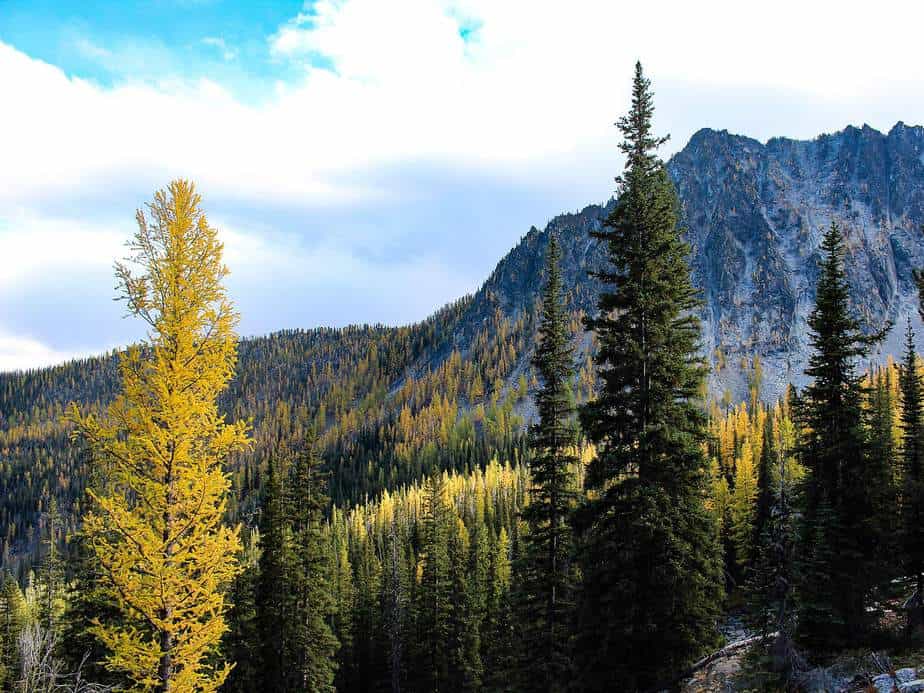 The American Larch Tree
