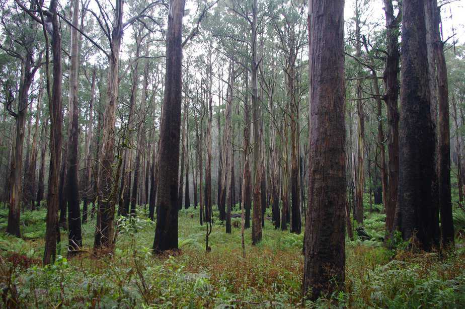The Australian Mountain Ash Tree