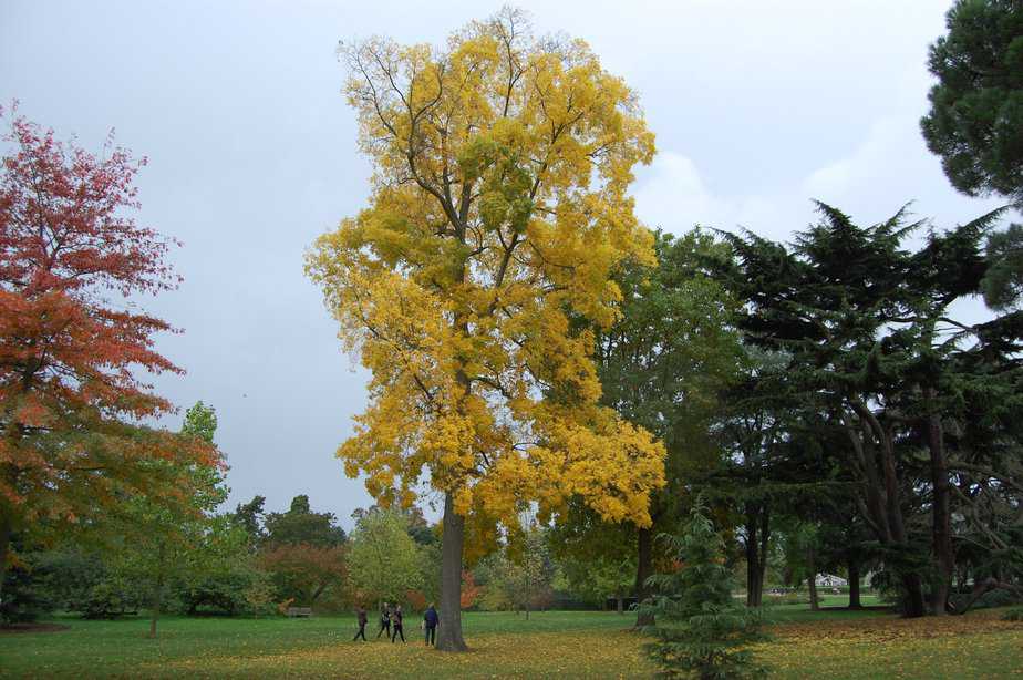 The Bitternut Hickory Tree