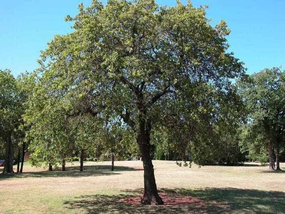 The Black Oak Tree