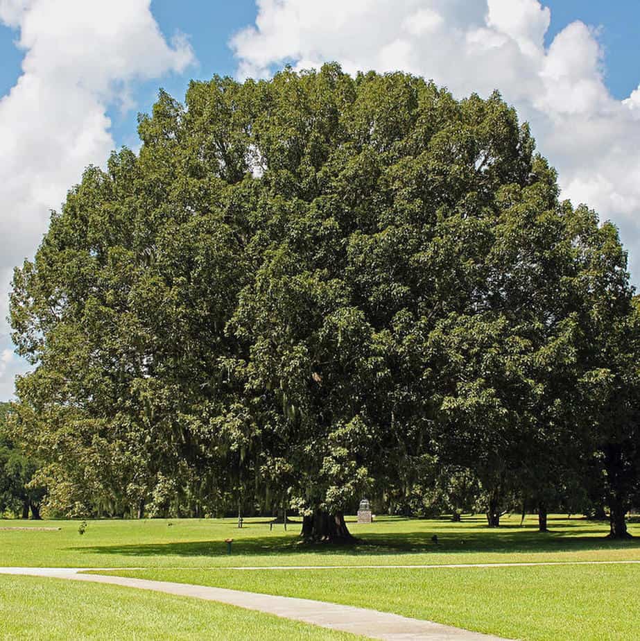 The Chestnut Oak Tree