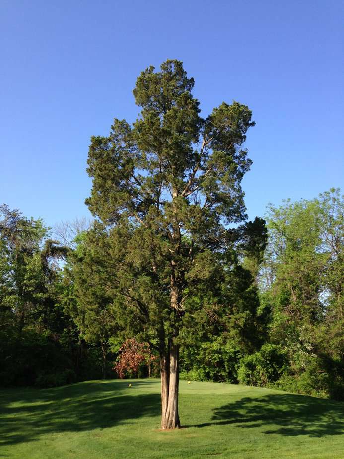 The Eastern Red Cedar Tree