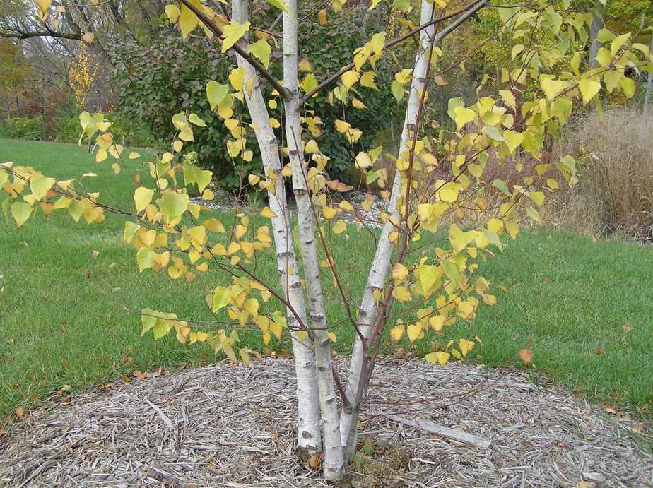 The Gray Birch Tree