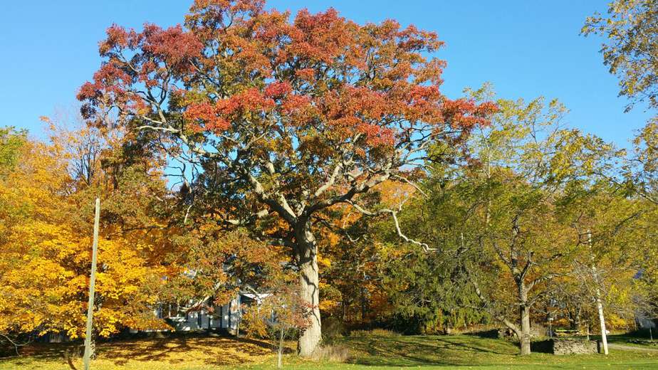 The Northern Red Oak Tree
