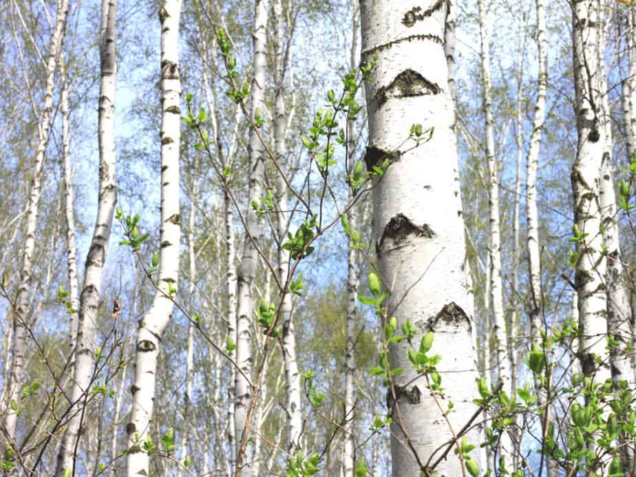 The Paper Birch Tree