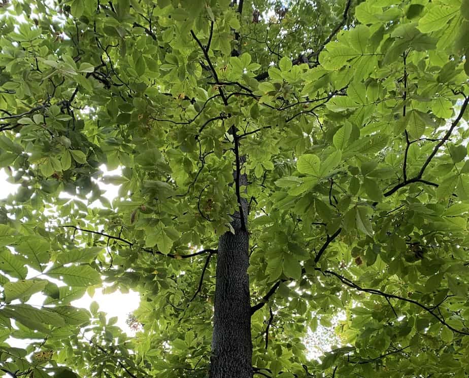 The Pignut Hickory Tree