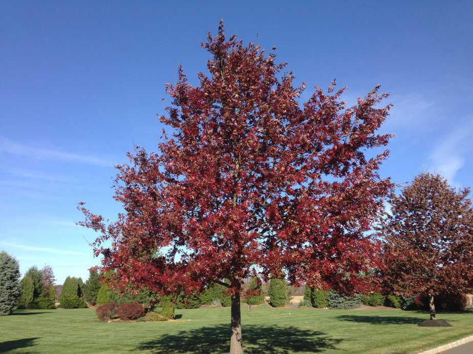 The Scarlet Oak Tree
