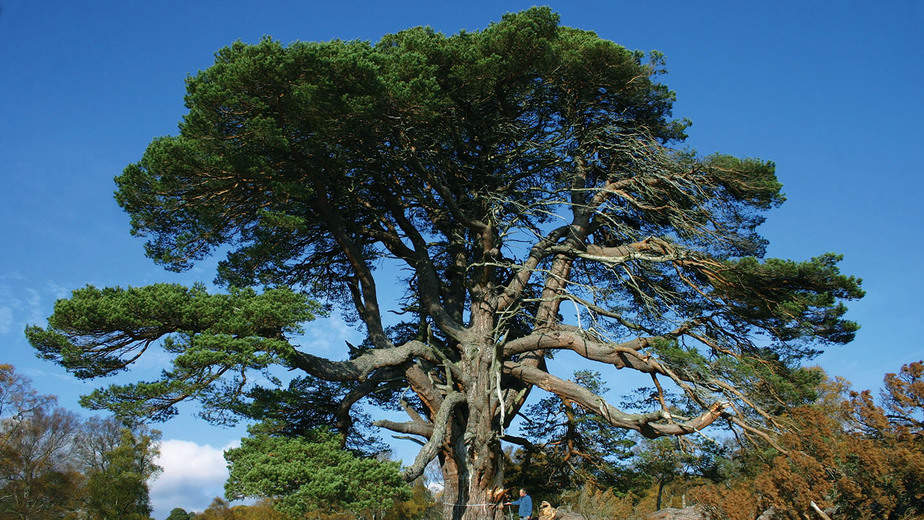 The Scots Pine Tree
