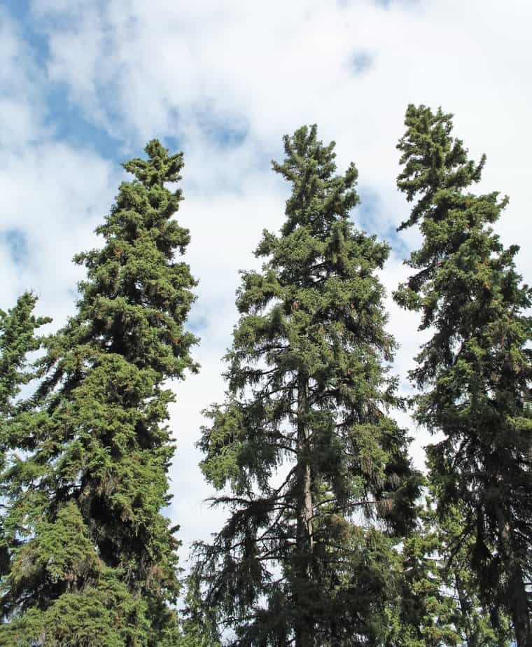 The White Spruce Tree