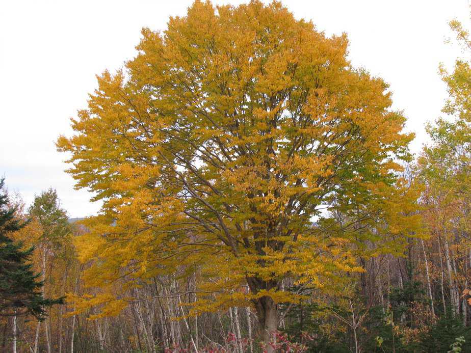 The Yellow Birch Tree