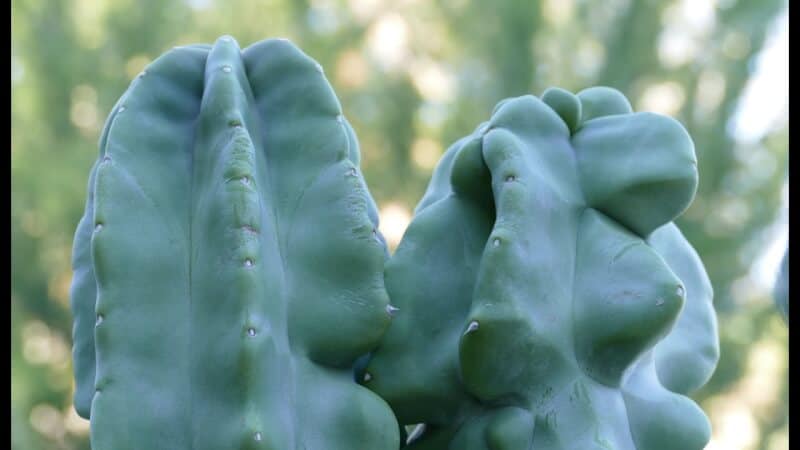 Totem Pole Cactus