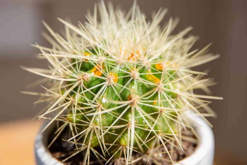 Why do cacti have spines