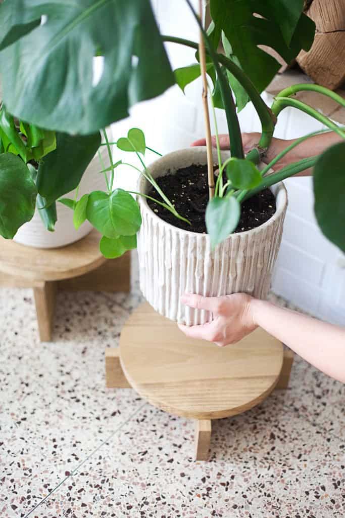 Final Step for Excellent Wooden DIY Plant Stand