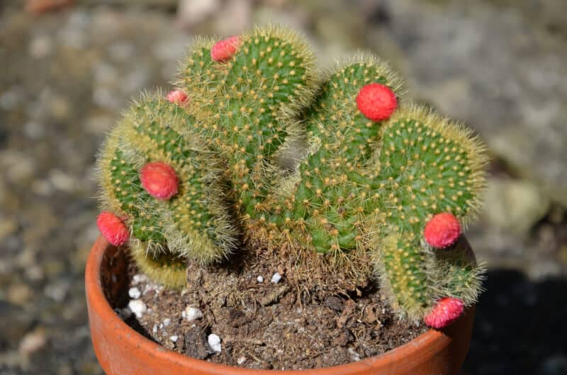 A cactus with a decorative fake flower attached should be avoided
