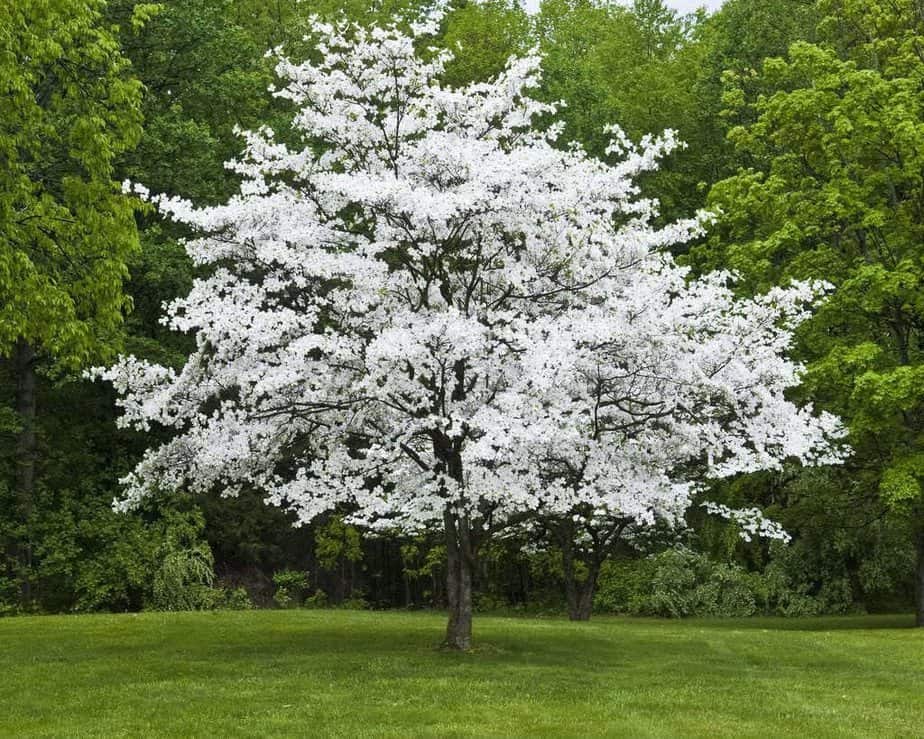 The Flowering Dogwood Tree