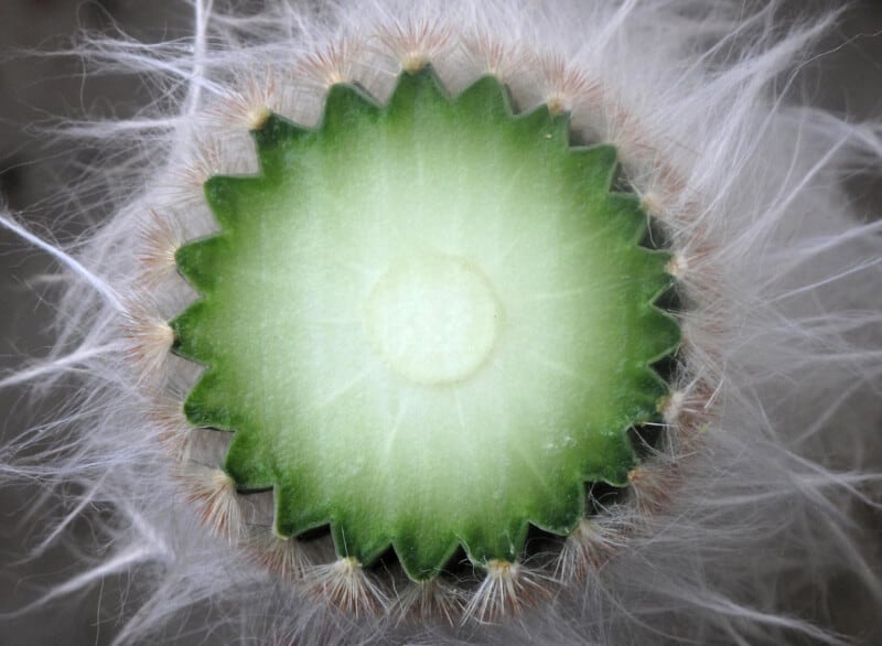 What is inside of a cactus