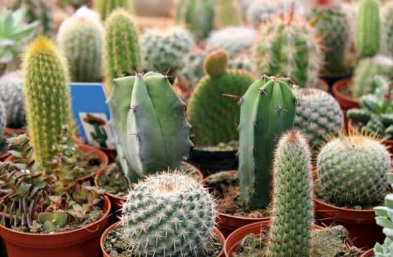 When shopping for a cactus, check its outer appearance
